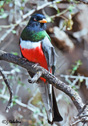 Trogon elegans